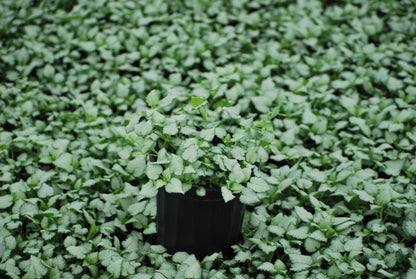 Perennial Farm Marketplace Lamium maculatum ‘Beacon Silver’ (Dead Nettle) Live Perennial, Size-#1 Container, Pink Spring Flowers with Silver Variegated Foliage
