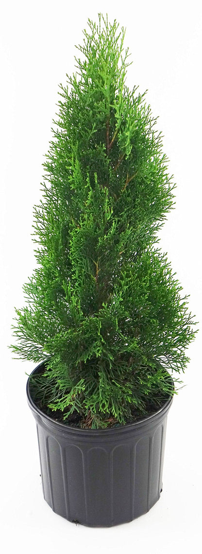 Live Plant Green Promise Farms, Thuja occidentalis 'Smargd' Emerald Green Arborvitae #3 Size Container, Evergreen