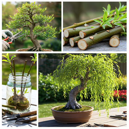 CZ Grain Bonsai Green Weeping Willow Tree Cutting - Thick Trunk Start, Dwarf Bonsai Material
