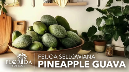 Pineapple Guava - 10 Live Plants - Feijoa Sellowiana - Edible Fruit and Flowering Foliage