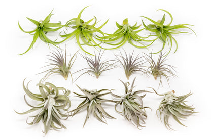 25 Pack Air Plants The Inca Collection - Live Succulent House Plants - Available in Wholesale and Bulk - Home and Garden Decor - Easy Care Indoor/Outdoor Air Plant