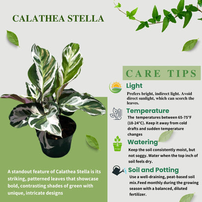 Calathea Live Plant in 4" Pot - Calathea Stella Plant Live - Pet Safe Easy to Grow Indoor Houseplants Flowers for Home Office Wedding Decor & Birthday Gift (Heat Pack Included)