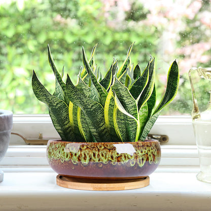 ARTKETTY Succulent Pots - 7.5 Inch Large Plant Pot with Bamboo Tray, Shallow Bonsai Pots with Drainage, Ceramic Planter for Indoor Plants, Cactus, Home Office Desk Decor