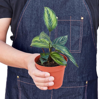 5 Pack Calathea 'Beauty Star' in 4in Pot - Live Plants Tropical Houseplants | Variegated | USA Growers | The Snobby Leaf