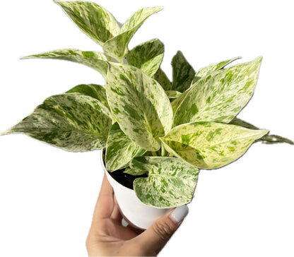 Snow Queen Pothos – Elegant White & Green Variegated Indoor Plant - Pothos Live Plant in 4" Pot – Perfect for Home, Office - Air Purifying Houseplant - Perfect Live Plant Gift - CA Seller