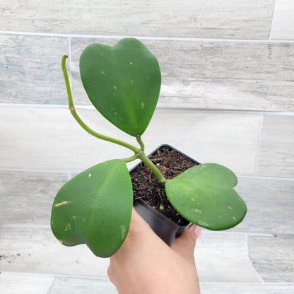 Hoya kerrii – Sweetheart Hoya (Valentine Hoya) | 4″ Fully Rooted Live Indoor Houseplant | Rare Heart-Shaped Leaf Wax Plant | Easy-Care Succulent Gift Plant for Home or Office