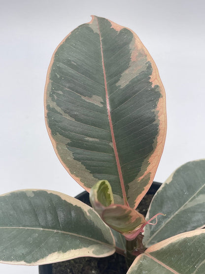 BubbleBlooms Ficus Tineke in a 4 inch Pot Variegated Elastica Rubberplant, Pink and White Rubber Plant