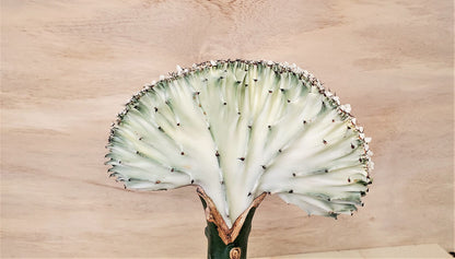 Euphorbia Lactea Cristata aka Coral Cactus in White Live Rare House Plants (All Plants are Fully Rooted Plants!) in 4" Pot by 3exoticgreen