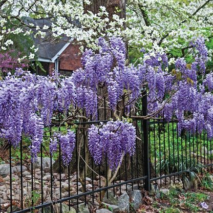 SPRING HILL NURSERIES - Blue Moon Reblooming Wisteria Flowering Vine - Extremely Hardy Vine That Blooms up to 3 Times per Year - Includes one Bare Root Plant per Offer