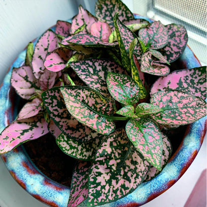 Rose Polka Dot Plant Live, Variegated Hypoestes Rare Indoor Houseplant, 2.5'' Pot