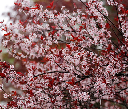 Purple Leaf Sand Cherry Live Plant – Prunus Cistena Ornamental Shrub – Pink Spring Blossoms with Deep Purple Foliage – Hardy Landscape Flowering Bush for Outdoor Gardens (3 Trees)