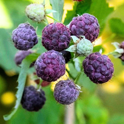 4 Mixed Raspberry Plants Live, 5-9 Inch Tall, Raspberry Fruit Trees for Outdoor Growing, Raspberry Seedling