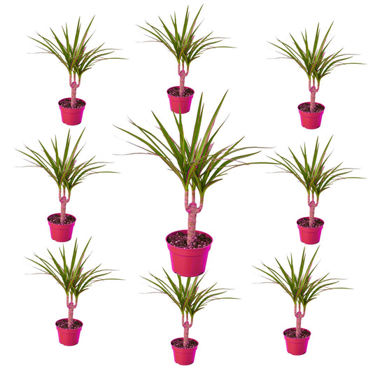 9 Pack Dracaena Marginata Cane in 4in Pot - Live Plants Tropical Houseplants | Variegated | USA Growers | The Snobby Leaf