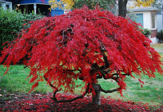 Red Laceleaf Weeping Japanese Maple Tamukeyama Tolerates Sun - Live Plant