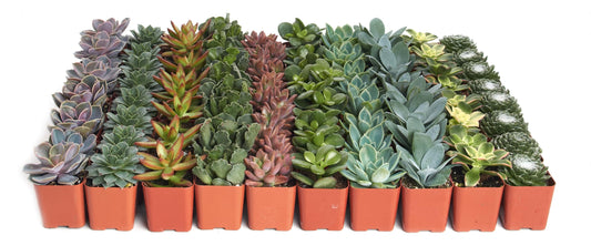 Shop Succulents Assorted Succulent Plant Pack Bulk Collection - Live Mini Succulent Plants, Low Maintenance, Mixture of Colors & Textures - Wedding and Party Favors, Gift & Garden, Pack of 64