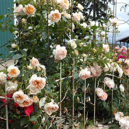 Heirloom Roses Climbing Rose Plant - Ginger Syllabub™ Apricot Orange Rose Bush, Live Climber Rose Plant for Planting Outdoors