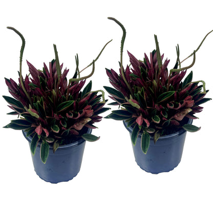 LEAL PLANTS ECUADOR Peperomia Rosso (Pack of 2) Live Indoor Plant, Easy-Care Tropical Houseplant, Natural Air Purifier, Perfect for Home Decor, Unique Gift for Plant Lovers