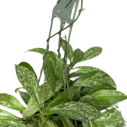 Hoya Publicalyx Splash Red Button - Air Purifying Features - Pet Friendly - Hoya Plants Live Houseplants - Wax Plant (3-4 Plants, 4" Pot)
