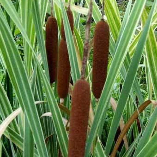 Chalily Variegated Cattail,a Great Live Pond Plant for Your Water Garden. Filters The koi and Goldfish Pond. Good for Bogs, Plant Shelf or Shallow Water This marginal Aquatic is a Real Beauty