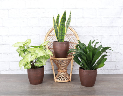 Thorsen's Greenhouse Low Light Houseplant Set, Live Indoor Plants, 3 Pack of Plants, Copper Pots, 4" Diameter