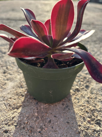 Aeonium Medusa Live Succulent Plant, Fully Rooted in 4 Inch Pot with Soil, Deep Red and Purple Rosette, Indoor Outdoor Home Office Decorative Plant