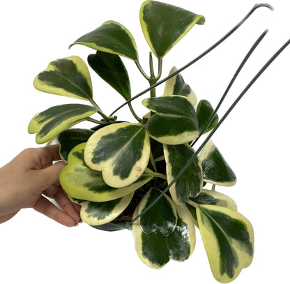 Variegated Hoya Kerrii - Hoya Plants Live Houseplant - Live Hoya Plant - Outer Variegated Hoya Kerrii - Plant Gift - Air Purifying