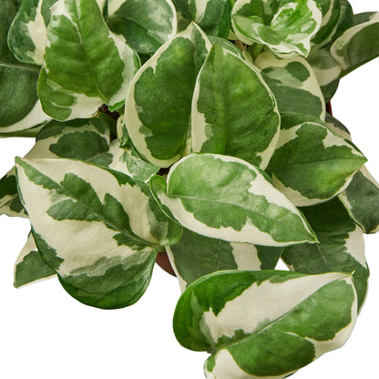 Pothos N'Joy Live Plant - Epipremnum aureum 'n'joy' - Variegated Devil's Ivy - Air Purifying Houseplant - Perfect Live Plant Gift - CA Seller (4" Nursery Pot)