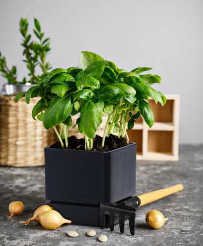 D'vine Dev 4 Inch Herb Planter Pot, Plastic Planter with Drainage Holes and Saucer, Modern Decorative Gardening Pot for Indoor Plants, Flowers, Herbs, Succulents, Black, Set of 1, 76-Y-B1-1
