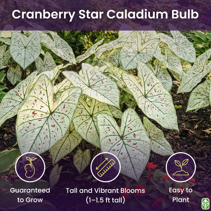 Fancy Leaf Caladium - Cranberry Star - Large Size Bulb - Hardy Zones 9-11