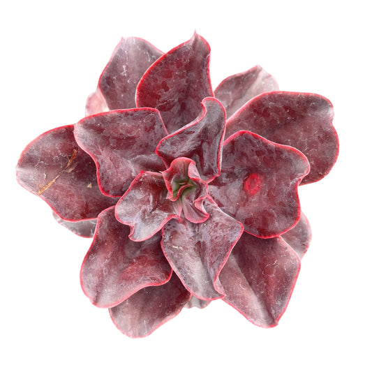 Sprout N Green Echeveria 'Hortencia' Plant with 4 inch Starter Pot, Rare Live Succulent Plant Fully Rooted, Home Office Indoor Outdoor Wedding Decoration DIY Projects Party Favor