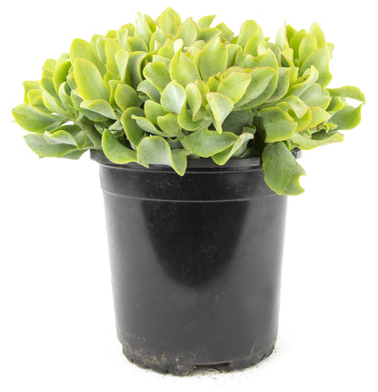 Succulents Plants Live Indoor Plants, Crassula Ripple Jade Live Houseplants, Live Succulents Live Plants Indoor Succulent Plants, Indoor Plant Real Succulents Plants House Plants by Plants for Pets