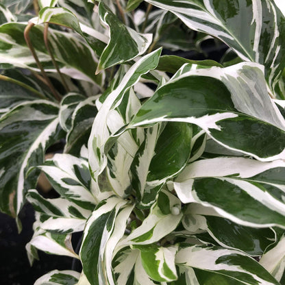 Fusion Prayer Plant - Calathea Hybrid - Variegated Green White Purple Leaf - Emerald Goddess Gardens - Starter Sz 4 Inch Pot