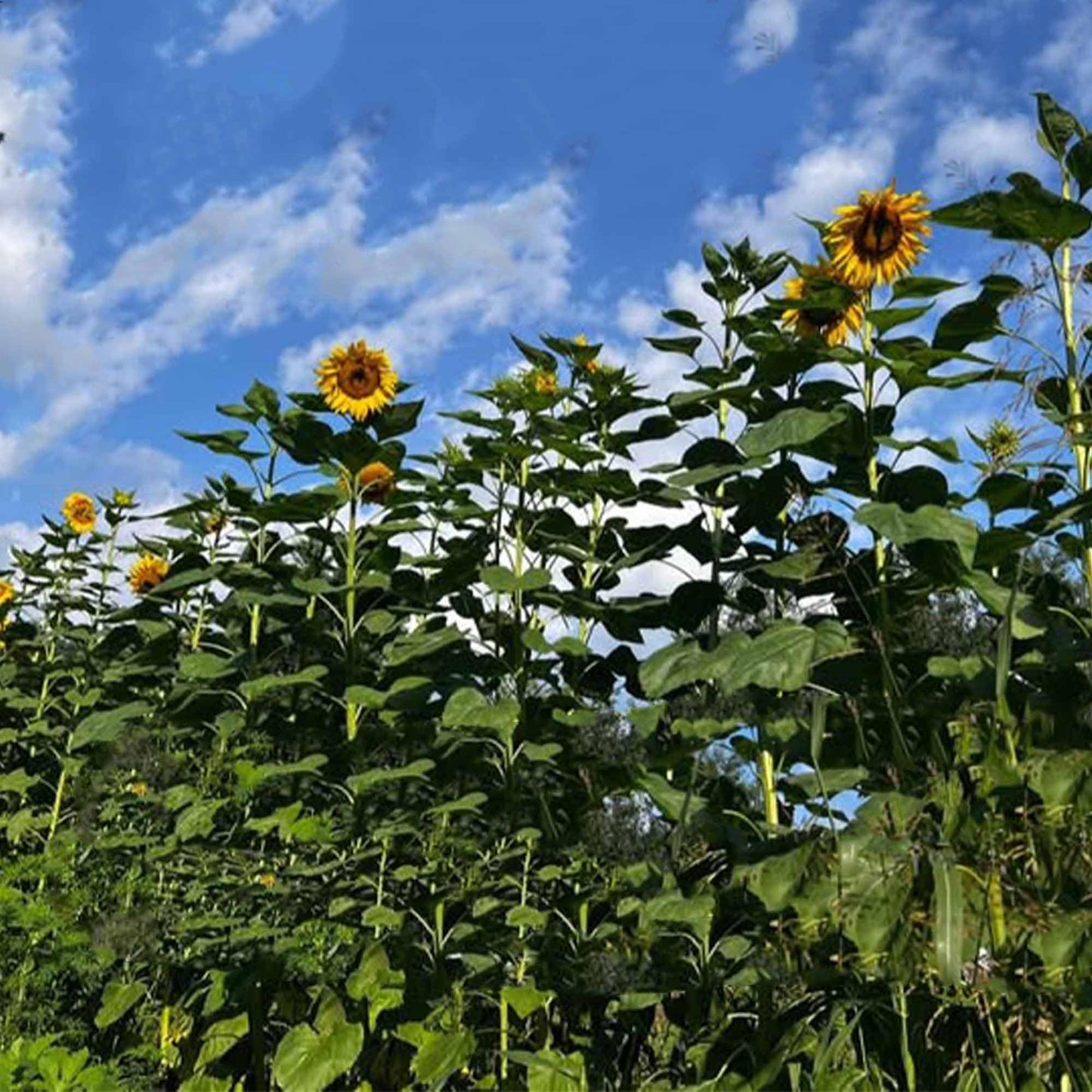 TnT Seed Company Mammoth Grey Stripe Sunflower Seeds for Planting – 1 lb Bulk Bag – Giant Sunflowers for Gardens & Food Plots – Supports Bees, Pollinators, Birds, Wildlife & Deer