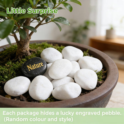 SIDONG 5 lbs White River Rocks, 1.2-2 Inches Pebbles for Indoor Plants, Aquarium Rocks Used in Fish Tank, Decorative Stones for Plants, Vases, Home Décor, Crafting, Garden Landscaping