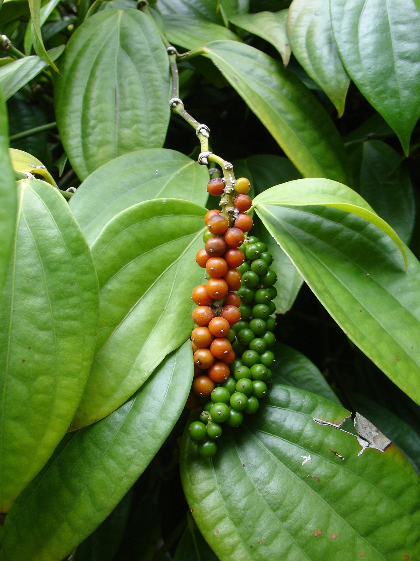 Piper Nigrum 'Black Pepper' Live plant