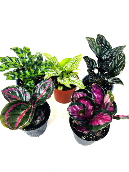 JM BAMBOO Calathea Party of 2 Live Plants 'Unique by JMBamboo'