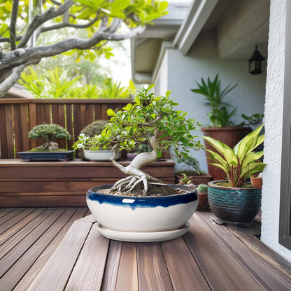 SQOWL Bonsai Tree Pots - 12 Inch Ceramic Succulent Planters, Large Bonsai Pot with Drainage Hole and Tray, Shallow Planter Indoor, Bowl Round Planter, Home Decor, Plant Lover Gift, Blue Off-White