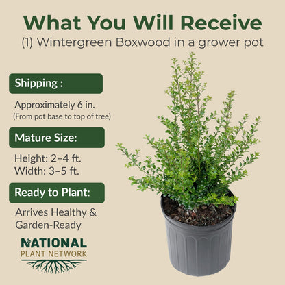 Wintergreen Boxwood Live Evergreen Shrub – Dense Green Foliage Grows Upto 4 ft in 1 Gal Grower Container – Easy-Prune Landscape Plant for Borders, Hedges & English Gardens, USDA Zones 4–9, 1-Pack