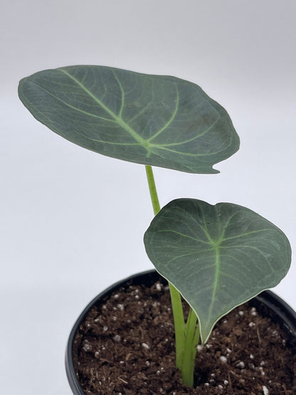 BubbleBlooms Alocasia Regal Shield in a 4 inch Pot Very Rare Elephant's Ear
