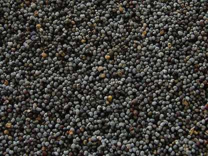 1600 Annual Violetta Blush Poppy Seeds - Tall Mauve Poppy with Black Markings