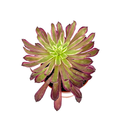 CTS Air Plants Aeonium Mardi Gras Succulent Plant, Colorful Green Blue Pink Rosettes, 4 Inch Pot, Live Indoor Outdoor Plant