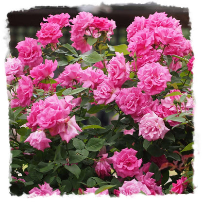 Zephirine Drouhin Climbing Live Rose, 1.5 Gal Potted Live Plant, Fragrant Pink Flowers, Nearly Thornless, Shade Tolerant, Own Root, Stargazer Perennials