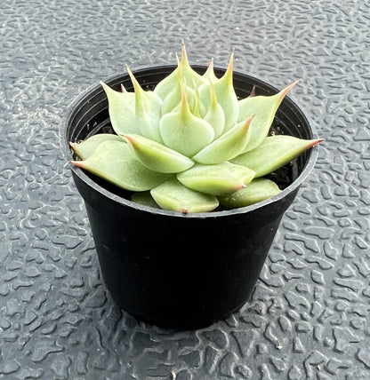 Sprout N Green Echeveria Toscannelly, Live Eyelash Succulent Fully Rooted in 2" Pots with Soil Mix, Houseplant for Indoor Outdoor Home Office Wedding Decor Party Favor, Easy to Care, Pet-Friendly