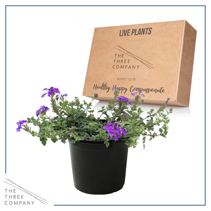 Live Verbena - Purple - Creeping/Trailing Perennial - Healthy Spring Plant - 10" Tall by 6" Wide in 2.5 Qt Pot