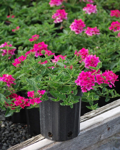 Perennial Farm Marketplace Verbena EnduraScape 'Hot Pink' (Vervain) Perennial, Size-#1 Container, Bright Fushia Flowers