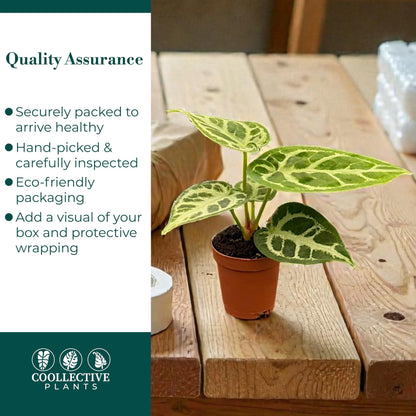 CoollectivePlants Anthurium Silver Blush – Live Indoor Plant in 2″ Grower Pot, Easy Care Tropical Houseplant, Low Maintenance Anthurium for Home or Office