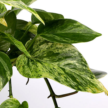 Green Circle Growers 5" Pothos in a Seagrass Pot with Mom Pick, Live Indoor Plant, House Plant