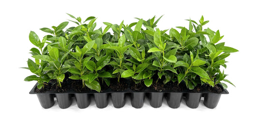 Buttonwood | 3 Live Plants | Conocarpus Erectus | Live Coastal Tree | Evergreen Foliage | Fast Growing Shade Plant | Drought Tolerant | Ideal for Landscaping | Outdoor Ornamental