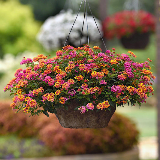 Lantana 'Passion Fruit', Flowering Plant, semi-Trailing Flowering Plant with Each Bloom Being tri-Colored in Yellow, Peach, and Pink, Container Size: 4.5"