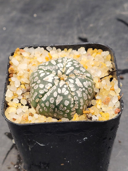 Astrophytum Asterias Sand Dollar Cactus, Live Plant, 1.5-2 inches (1)